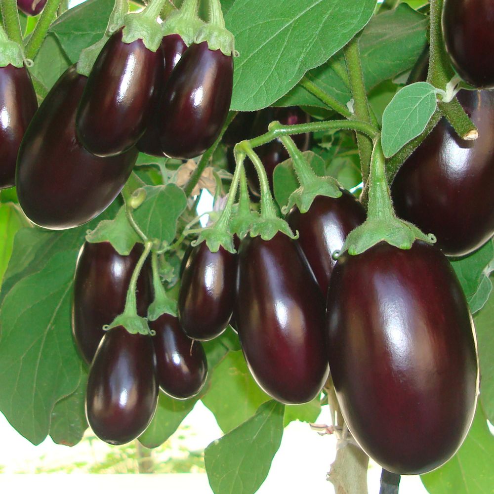 �ږؖ�ؕc ���i�X �ږ�F1��Ȃ�ނ��� 2��  �֎q �₳���Ȃ� �Ȃ� ���؉�