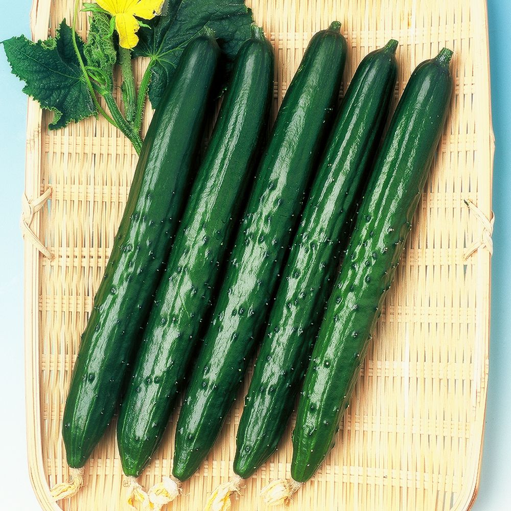 接木野菜苗 キュウリ 接木F1わくわくキュウリ 28株  胡瓜 やさいなえ なえ 国華園