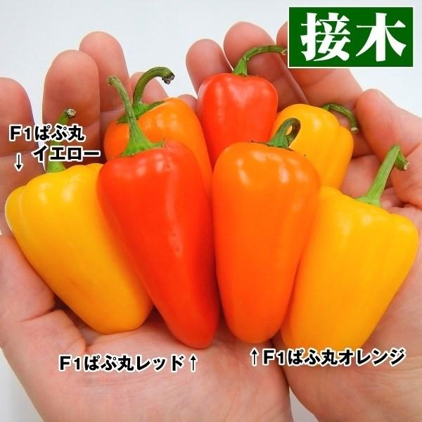 代引き手数料無料 パプリカ 苗 ミニフルーツパプリカセット 3種3株 ぱぷりかの苗 旨甘すずなり ミニパプリカ レッドイエロー野菜苗 パプリカ苗 ぱぷりか苗 ピーマン苗 ベランダ菜園 paprika