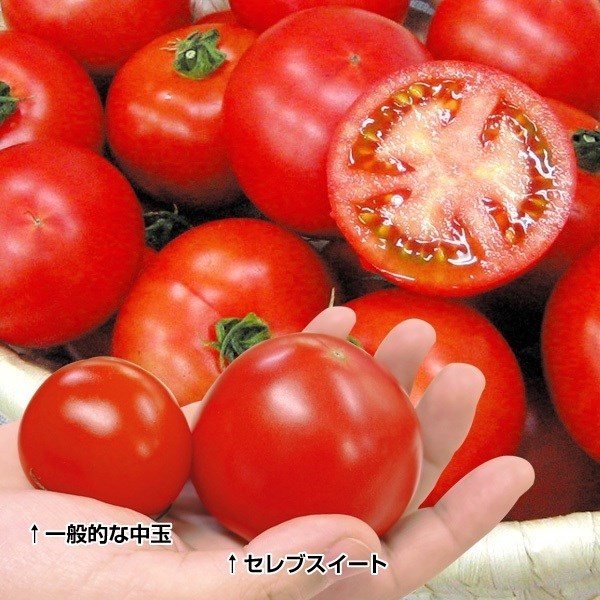 トマト 中玉トマト 種 野菜たね F1セレブスイートR 1袋（8粒） やさいたね 国華園 こっかえん｜kokkaen