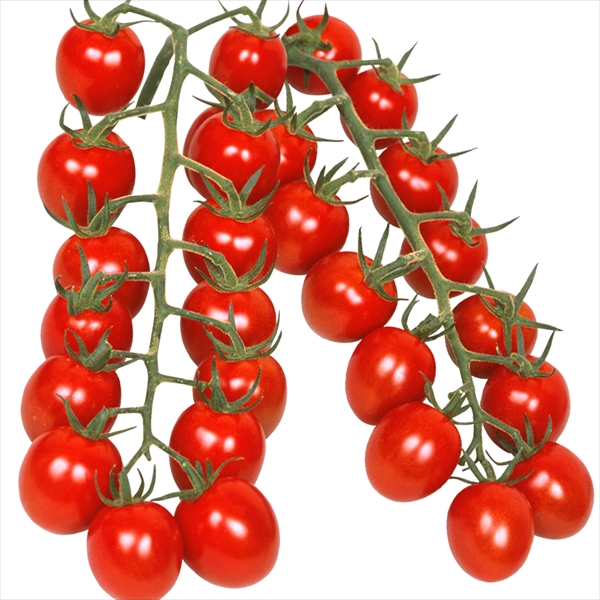 トマト ミニトマト 種 野菜たね 抑制栽培トマト F1こくうまチェリー 1袋（30粒） やさいたね 国華園 こっかえん