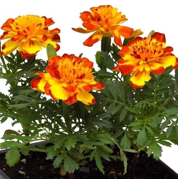 種 花たね フレンチマリーゴールド フラメンコ 1袋(20粒) : 花と緑 国