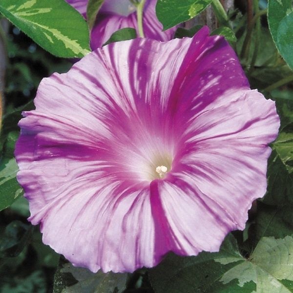 種 花たね 日本朝顔 天の紫涼 1袋(10粒) : 花と緑 国華園 - 通販