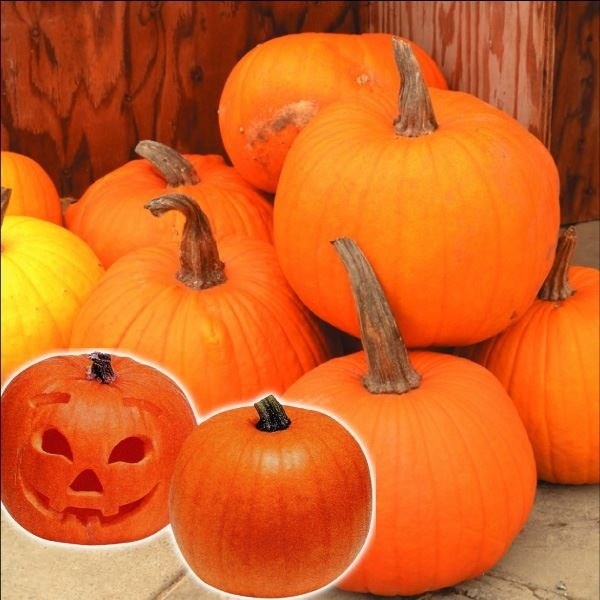 ハロウィン カボチャ 種の人気商品・通販・価格比較 - 価格.com