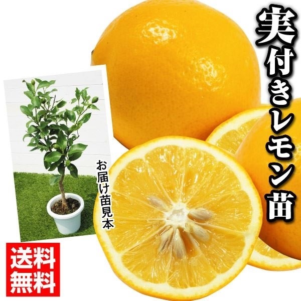 カンキツ マイヤーレモン実つき 1株 送料無料 果樹苗 : 2021-p8-0115 
