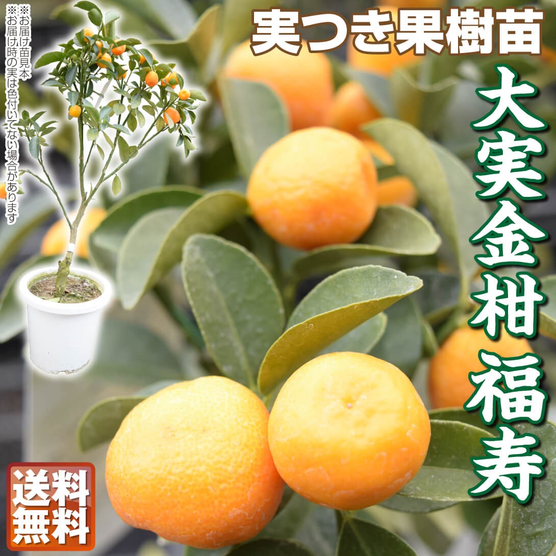 果樹苗 カンキツ 大実金柑 福寿 実つき 1株 : 花と緑 国華園 - 通販