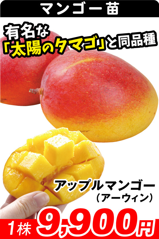 マンゴー アップルマンゴー(アーウィン)