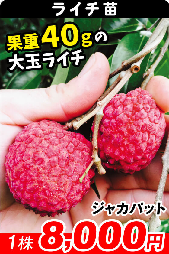 国華園オンラインショップ / 南国フルーツ苗