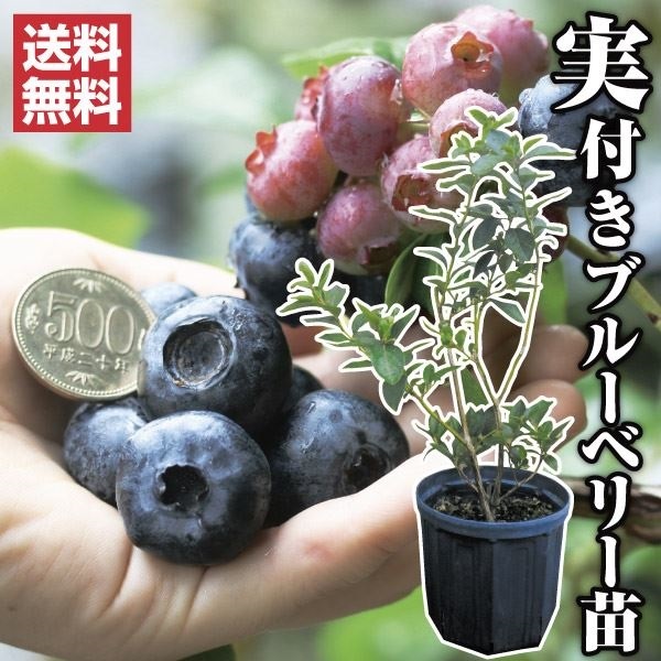 ブルーベリー チャンドラー 六本セット 苗 - 植物/観葉植物