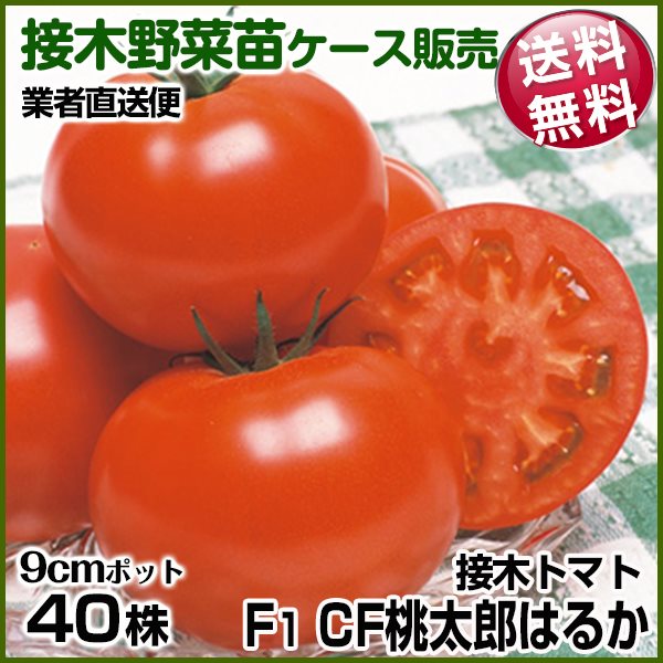 野菜苗ケース販売 トマト 接木F1CF桃太郎はるか 2024年1月発送 1ケース(40株入) 送料無料 /業者直送便