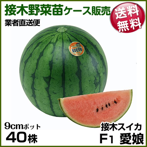 野菜苗ケース販売 スイカ 接木F1愛娘 6月発送 1ケース(40株入) 送料無料 /業者直送便