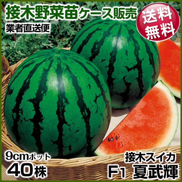 野菜苗ケース販売 スイカ 接木F1夏武輝 6月発送 1ケース(40株入) 送料無料 /業者直送便