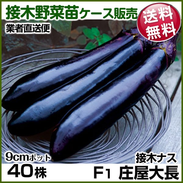 野菜苗ケース販売 ナス 接木F1庄屋大長 6月発送 1ケース(40株入) 送料無料 /業者直送便