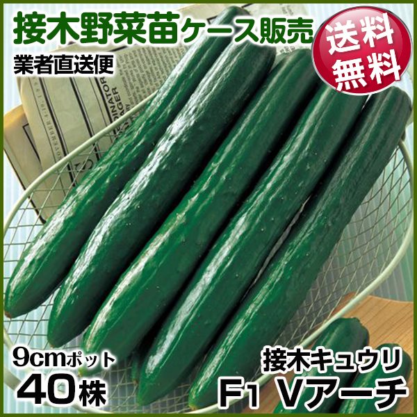 野菜苗ケース販売 キュウリ 接木F1Ｖアーチ 6月発送 1ケース(40株入) 送料無料 /業者直送便