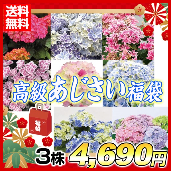 苗 紫陽花の人気商品 通販 価格比較 価格 Com