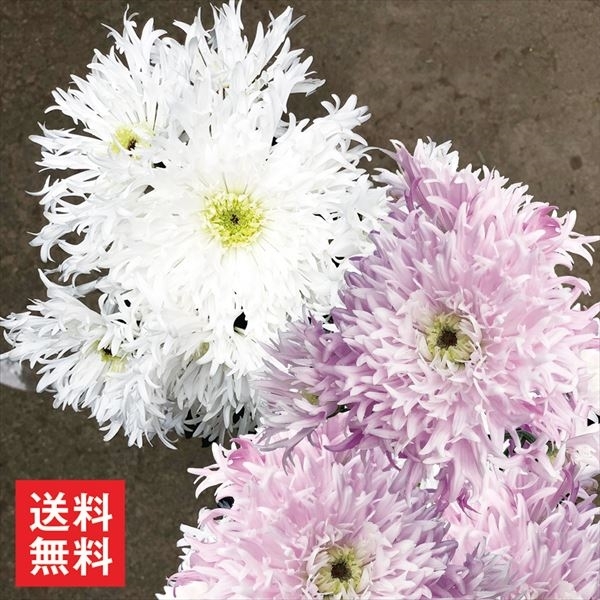 菊 苗 愛知かがり弁菊セット 2種4株 (各2株) 送料無料 花苗 花の苗 切花菊 ポット苗 : 20219-p2-0027 : 花と緑 国華園 -  通販 - Yahoo!ショッピング