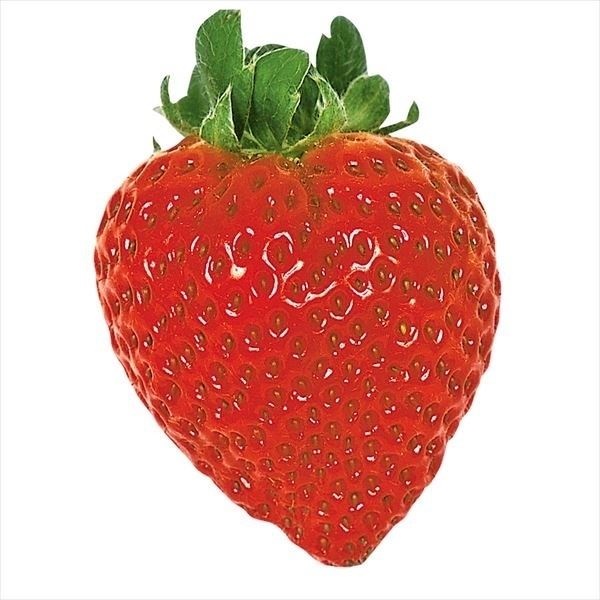 農家直送　とちおとめ　大粒いちご苗　30株セット いちごの苗 とちおとめ2個～ 【野菜の苗 3号】｜ 【植物の
