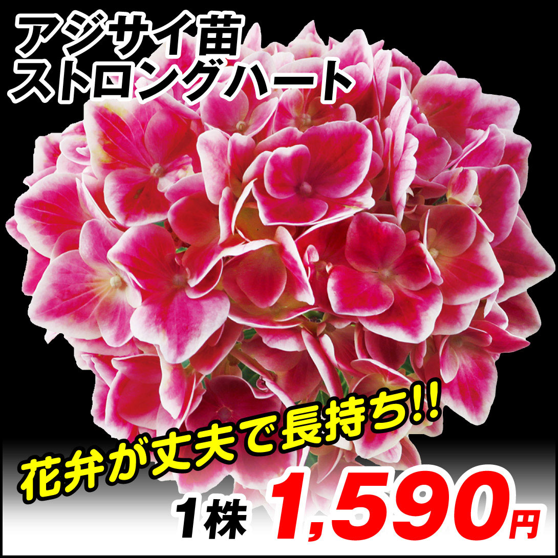 ストロングハート