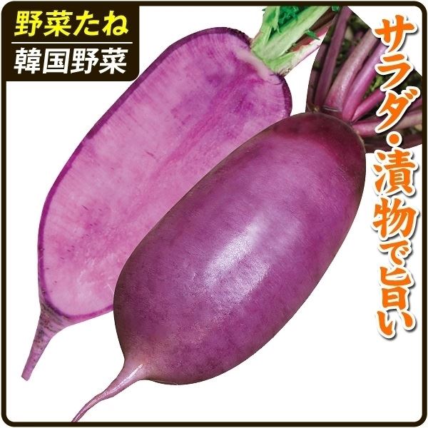 種 野菜たね ダイコン F1あじ紫大根 1袋(2ml)｜kokkaen