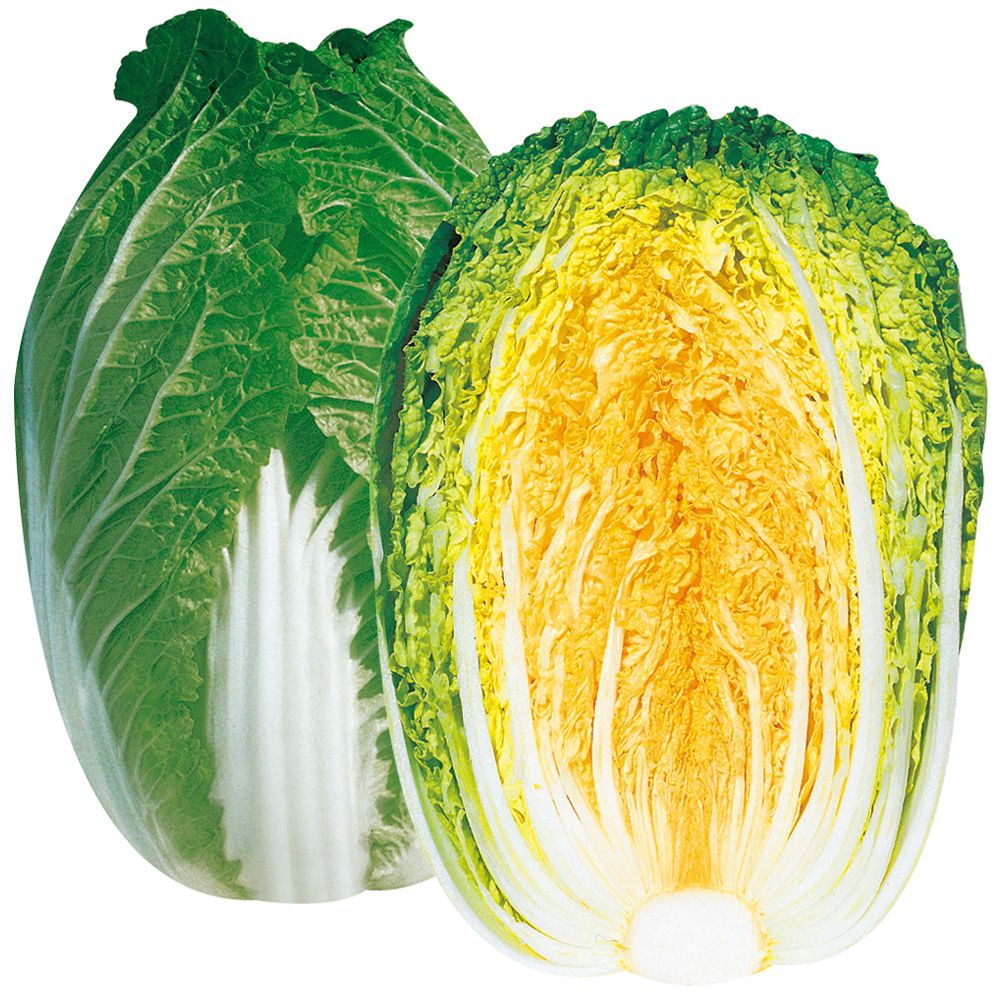種 野菜たね ハクサイ F1大型黄芯白菜 1袋（2ml） : 花と緑 国華園