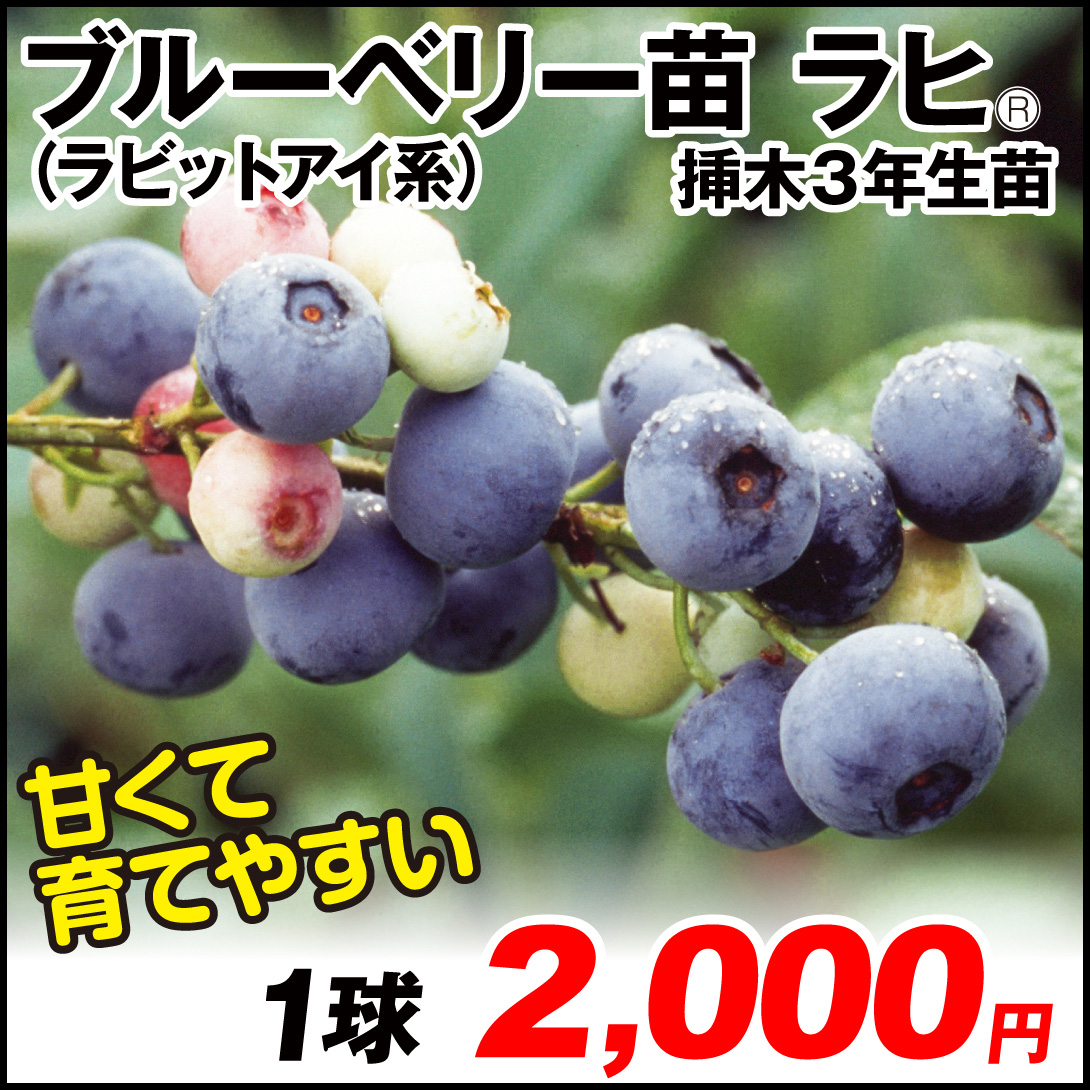 ブルーベリー苗　40本セット 楽天市場】植え替え不要！【品種おまかせ】ノーザンハイブッシュ