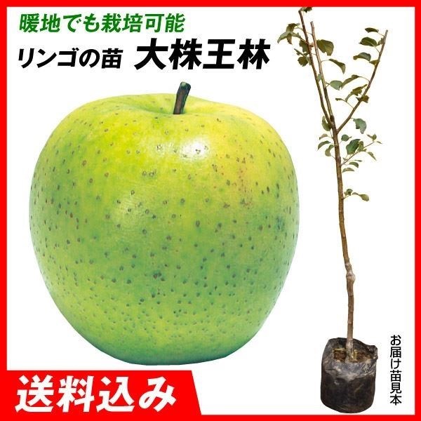 劔S 劔 1  ʎc ؉