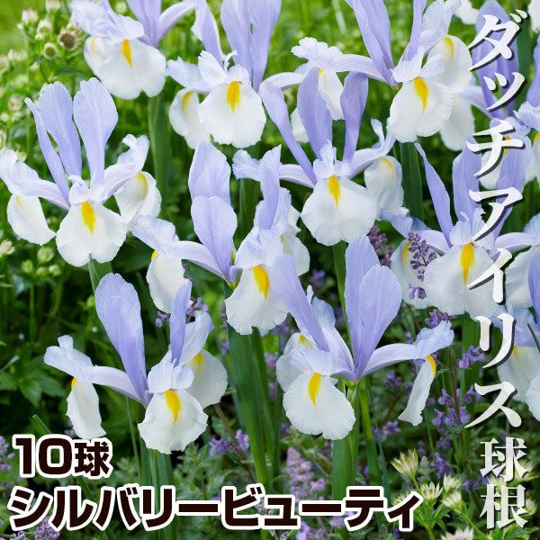 絶妙なデザイン 花と緑 国華園リアトリス 球根 スピカタ 白花 5球 春