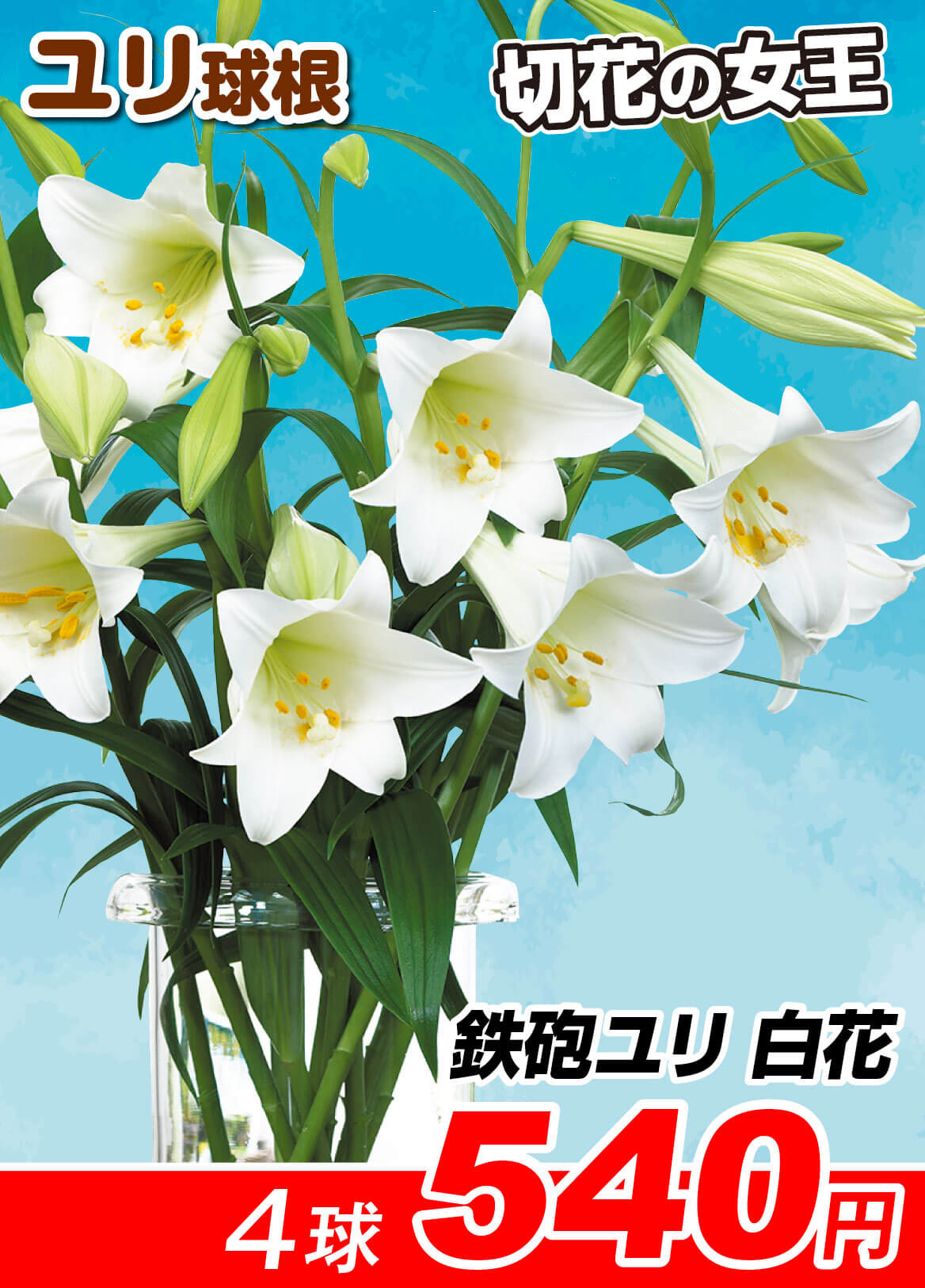 国華園オンラインショップ / 鉄砲ユリ