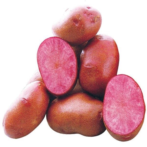 種芋 秋植えじゃがいも ドラゴンレッド R (西海31号P) 1kg : 花と緑 国