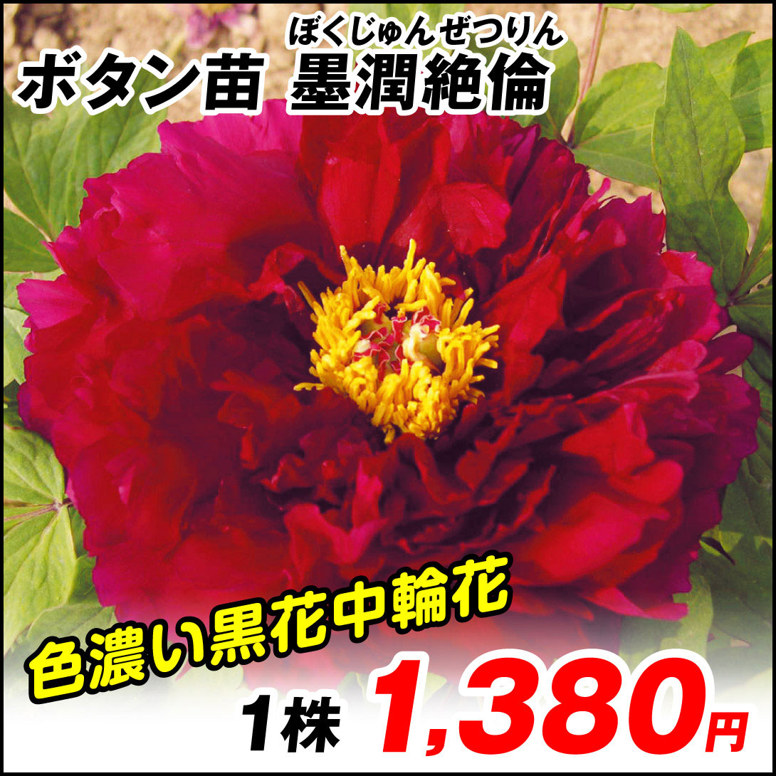 墨潤絶倫