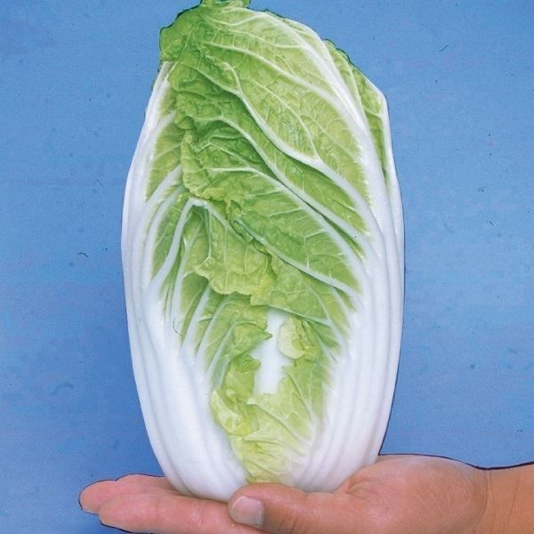国華園 種 野菜たね ミニハクサイ F1小町白菜 1袋（2ml） 白菜 やさい