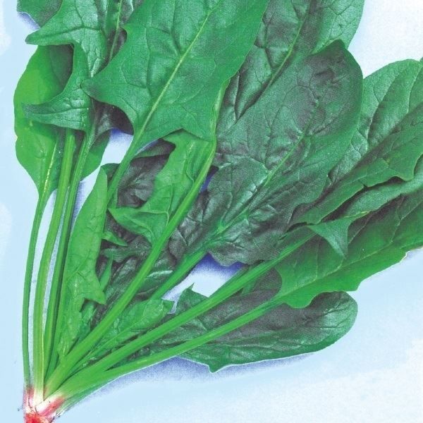 国華園 種 野菜たね ホウレン草 F1秋冬ほう...の詳細画像1