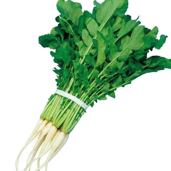 種 野菜たね ダイコン やわらか葉大根 1袋（8ml） : 花と緑 国華園