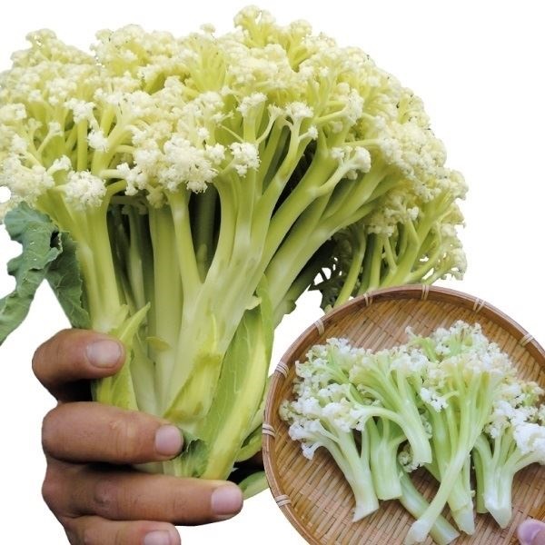 Amazon.co.jp: 激カワめくれる白菜とカリフラワーの野菜祭り