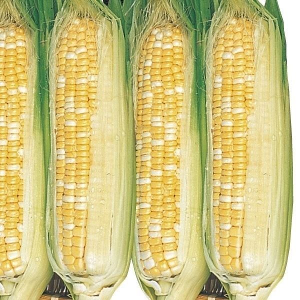 国華園 種 野菜たね 秋どり野菜 トウモロコシ 抑制とうもろこしF1バイ
