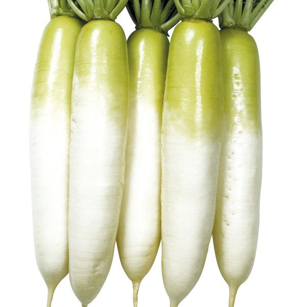 国華園 種 野菜たね ダイコン 天安紅心2号 1袋（4ml） 大根 こうしん