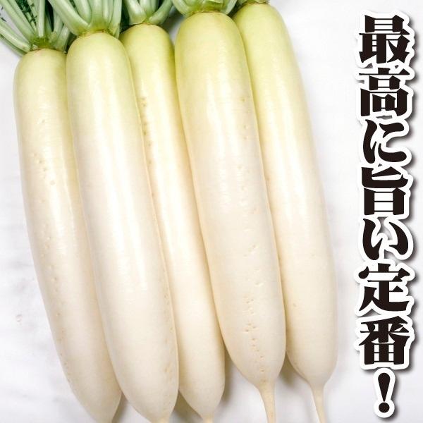 ダイコン 種 たね F1 YRくらま 1袋(4.5ml) 大根 野菜たね YTC08