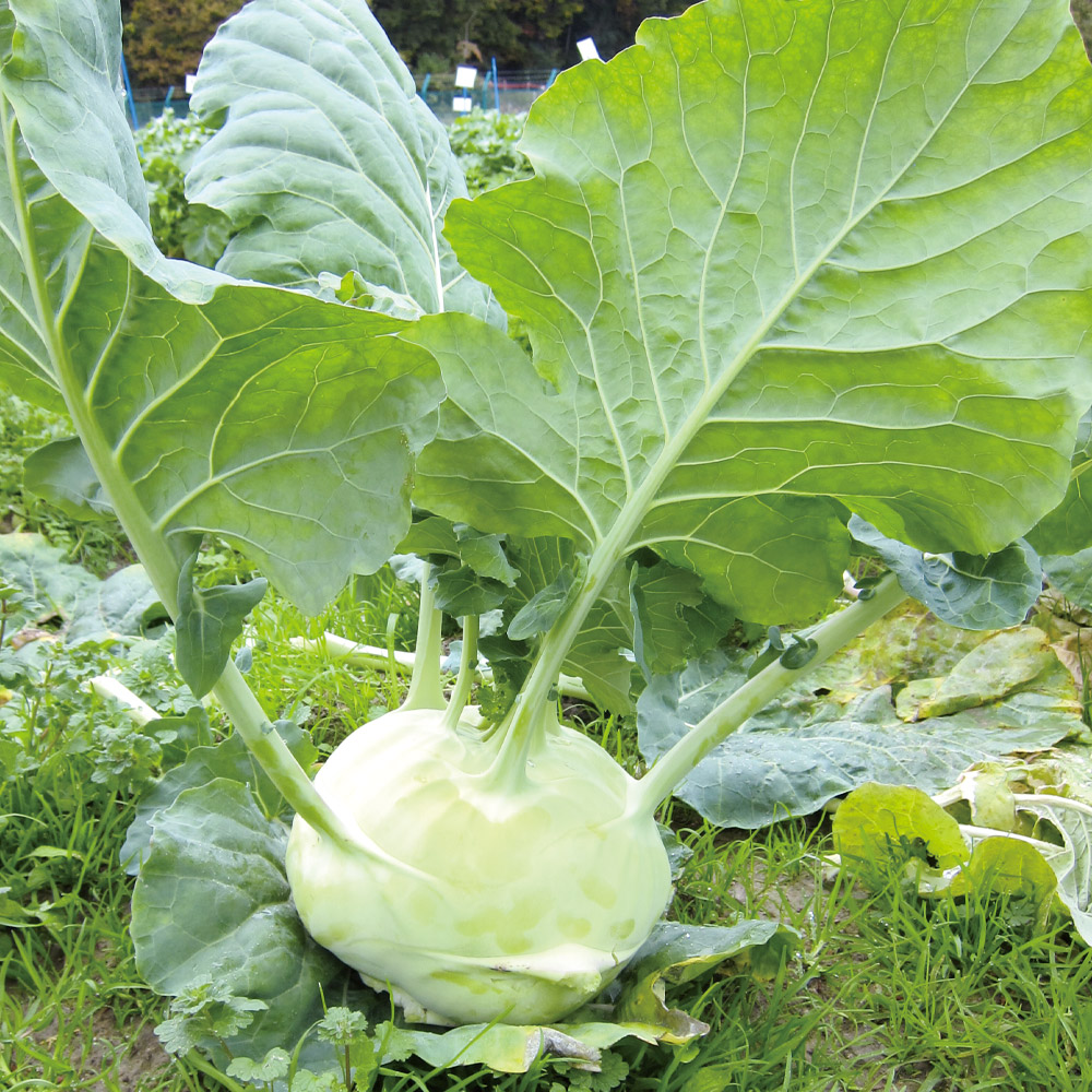 野菜 yuki 種 野菜たね コールラビー F1マツコEX （旧名：F1大玉蕪甘藍） 1袋（30