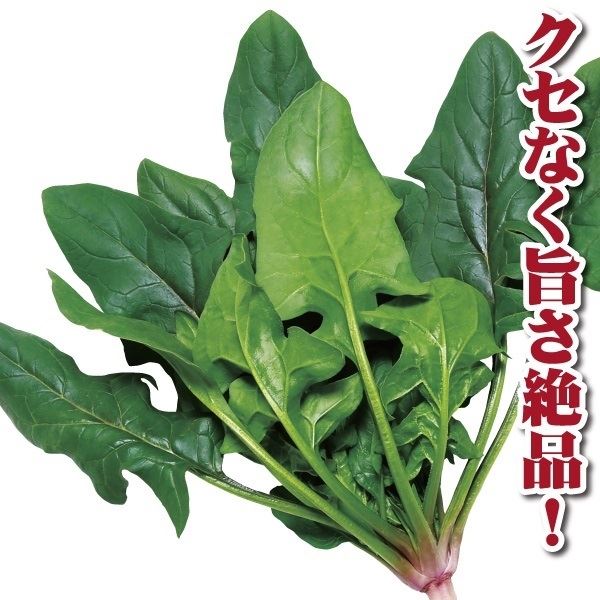 種 野菜たね ホウレン草 F1ほうれんそう名人 1袋（40ml） ほうれんそう 法蓮草 やさいたね タネ 国華園 こっかえん