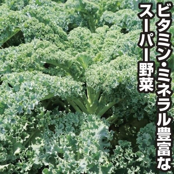 花と緑 国華園 - 葉菜類ほか（野菜たね）｜Yahoo!ショッピング