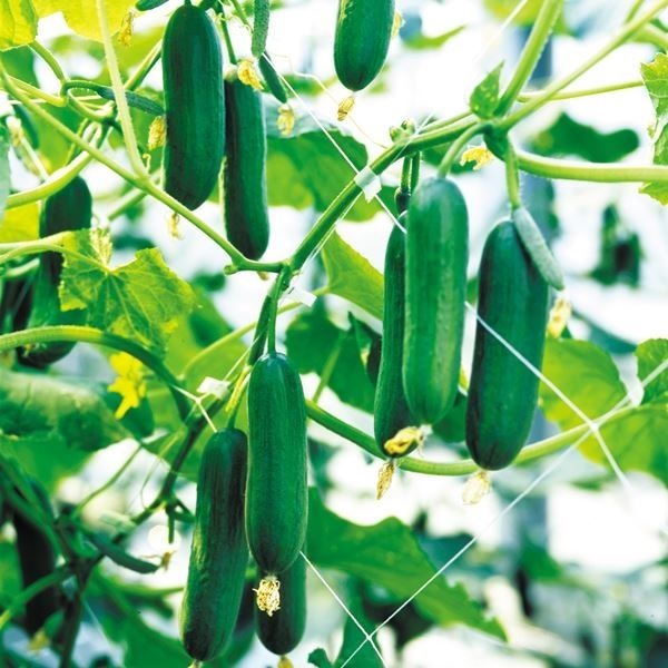 きゅうり きゅうり 2kg前後 低農薬 常備野菜 送料込 : ベジタブルハート