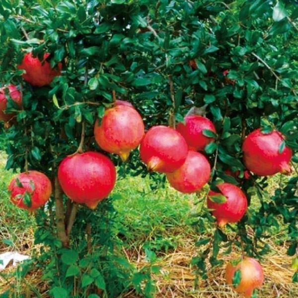 ザクロ 苗木 紅如意 挿木1年生根巻苗 2株 果樹苗 国華園 : 2021n-p8-0053 : 花と緑 国華園 - 通販 - Yahoo!ショッピング