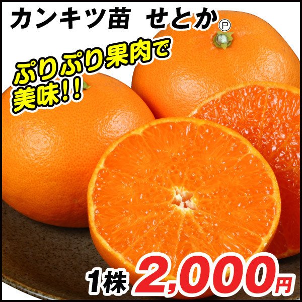 着後レビューで みかん 苗木 苗 南柑20号 1株 みかん苗木 ミカン苗 みかんの木 中生みかん 温州みかん 柑橘 カンキツ 果樹苗 国華園  buxo.cat