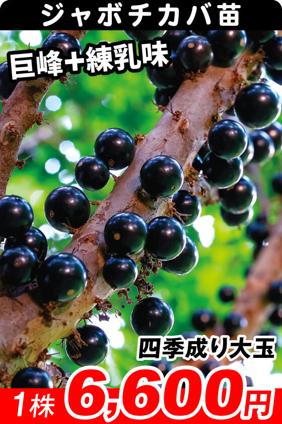 四季成り大玉