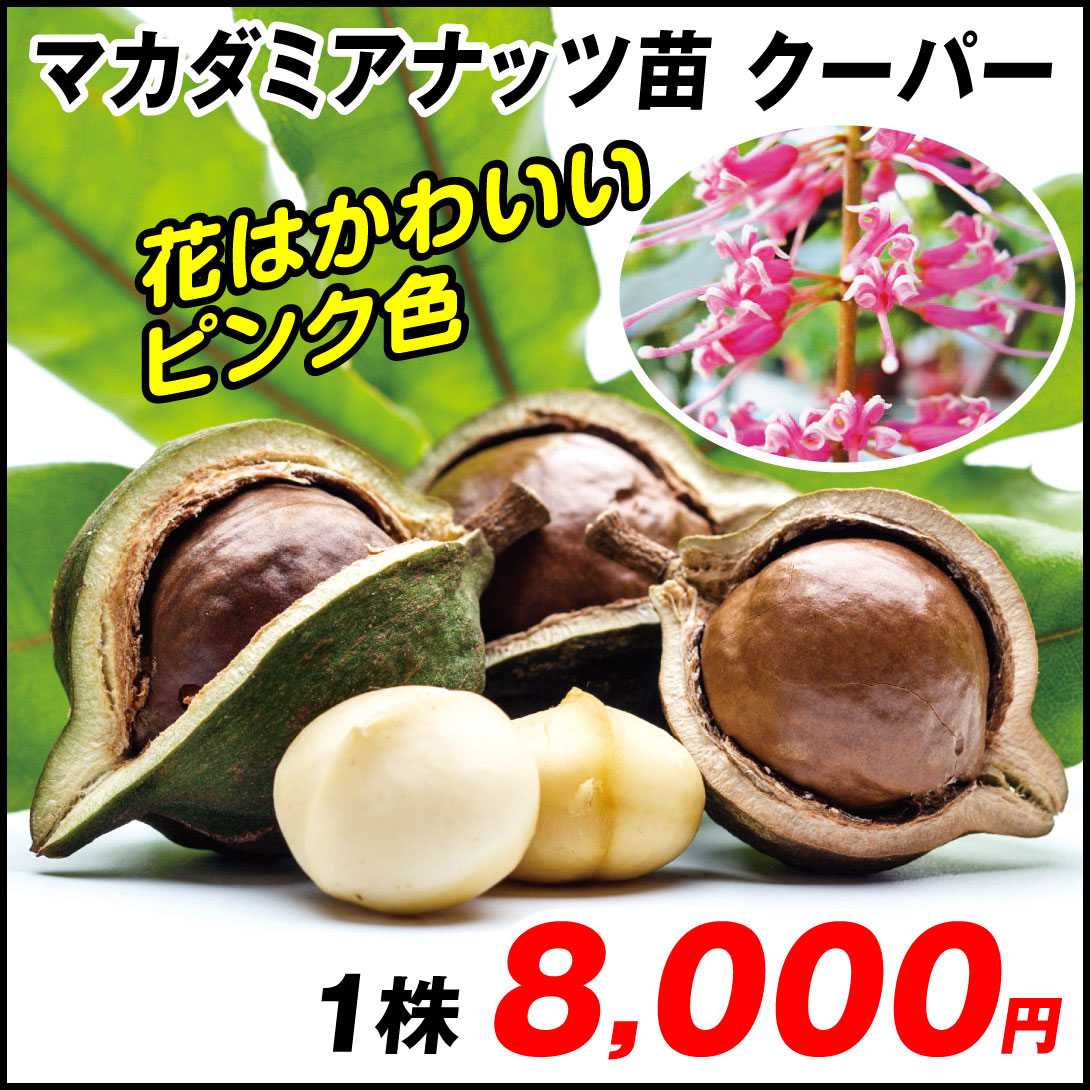 クーパー