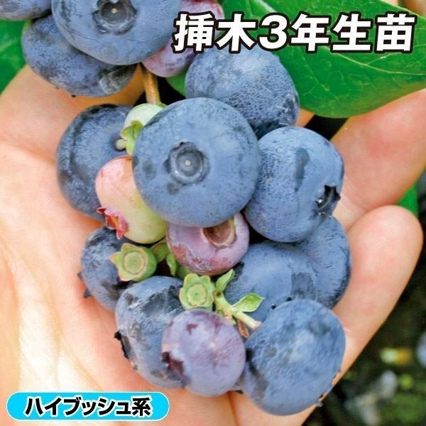 国華園 果樹苗 ハイブッシュ系 ブルーベリー パトリオット 挿木3年生苗