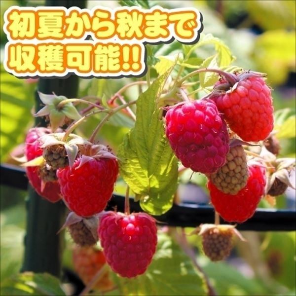 果樹苗 キイチゴ ヒンボートップR 1株｜kokkaen