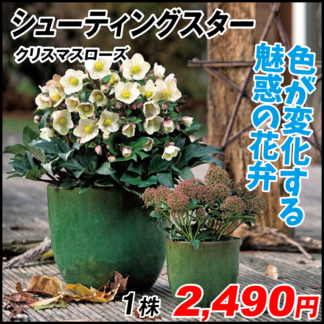 【82%OFF!】 ファッション通販 花苗 クリスマスローズ シューティングスター 1株 uneuneune.com uneuneune.com