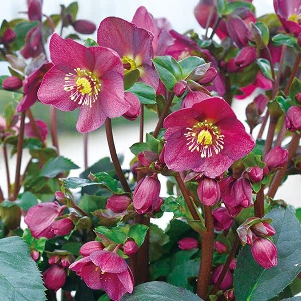 クリスマスローズ 雅 セミダブル 八重 鉢 植物 薔薇 バラ-