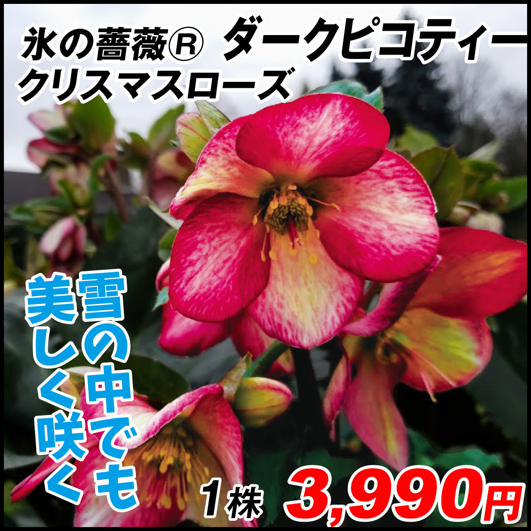 価格交渉OK送料無料 一番の贈り物 花苗 クリスマスローズ 氷の薔薇Rシリーズ ダークピコティー 1株 salondelnuncamas.org salondelnuncamas.org